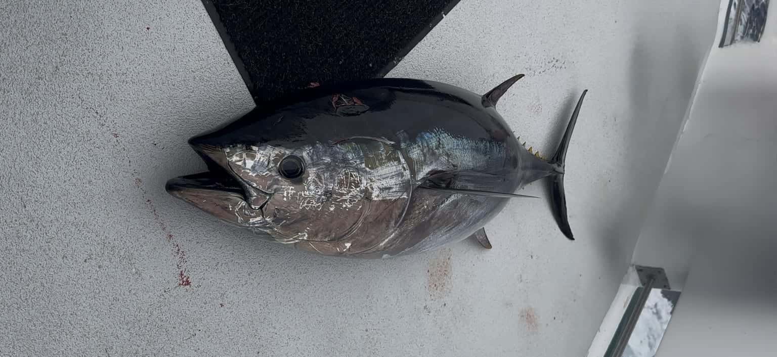 San Diego Bluefin in May — Limits Every Trip, And the Cows Have Arrived