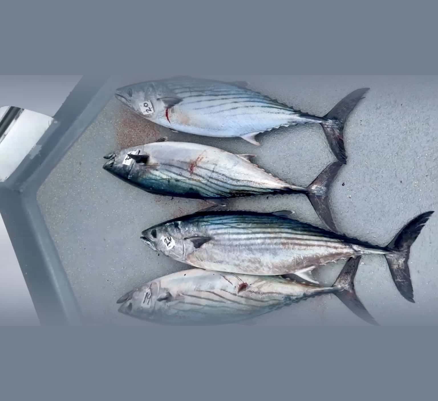 San Diego Bonito Quietly 4x'd in a Month — Here's Your Insurance Bite