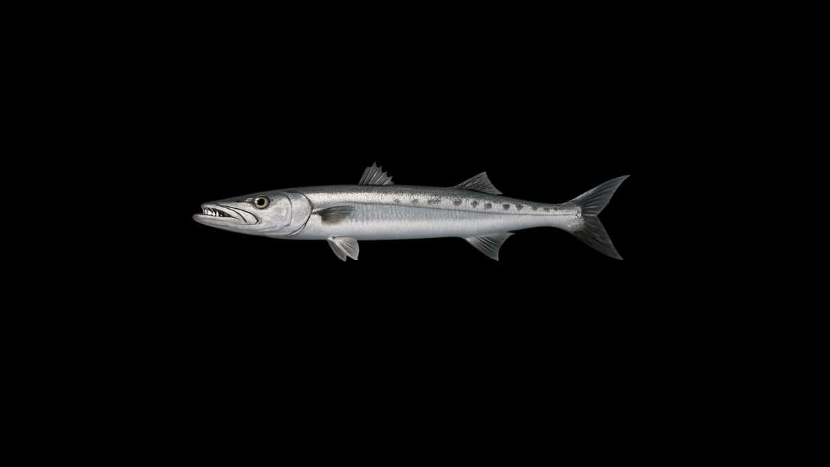 California barracuda studio illustration — sleek silver torpedo-shaped fish with prominent teeth and dark back against a black background.