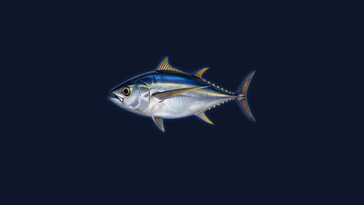 Bigeye tuna studio illustration: deep rounded body, dark blue back, silver belly, very large eye and long pectoral fins, against a dark background.