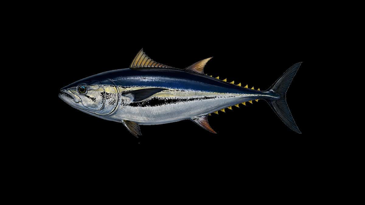 Pacific bluefin tuna studio illustration — dark blue back, silver flanks, yellow finlets — against a black background.