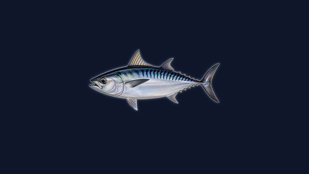 Bullet tuna studio illustration: small torpedo-shaped body, dark blue back with wavy oblique lines, silver belly and a widely separated pair of dorsal fins, against a dark background.