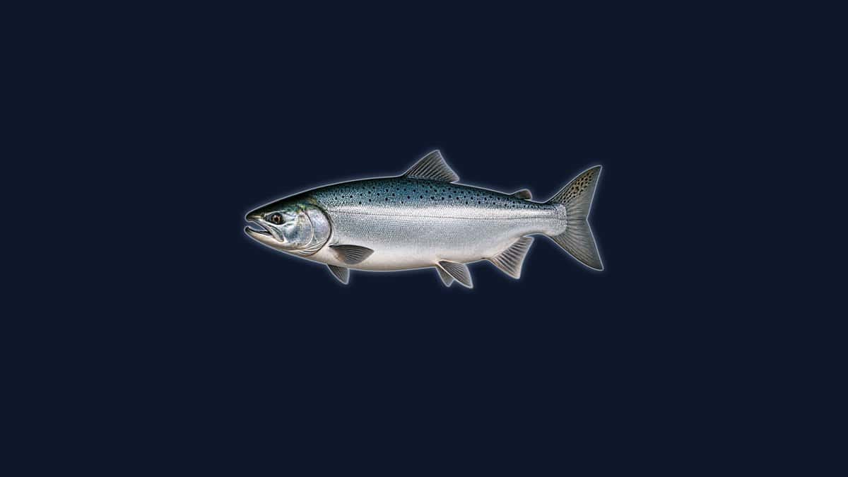 Coho salmon studio illustration with a metallic blue-green back, bright silver flanks and small black spots on the back and upper tail lobe only, against a dark background.