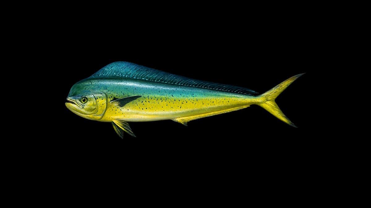 Dorado (mahi-mahi) studio illustration — electric blue back, neon green flanks, gold belly — against a black background.