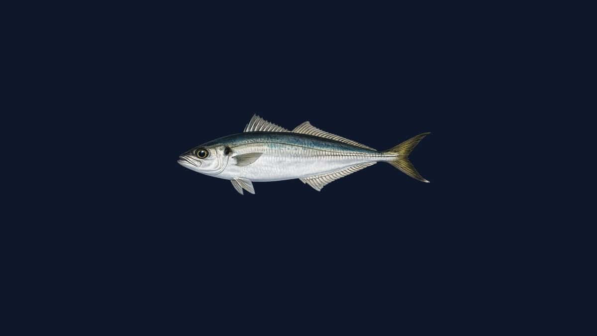 Jack mackerel studio illustration — streamlined carangid fish with a pronounced lateral line scute row and silvery flanks against a dark background.