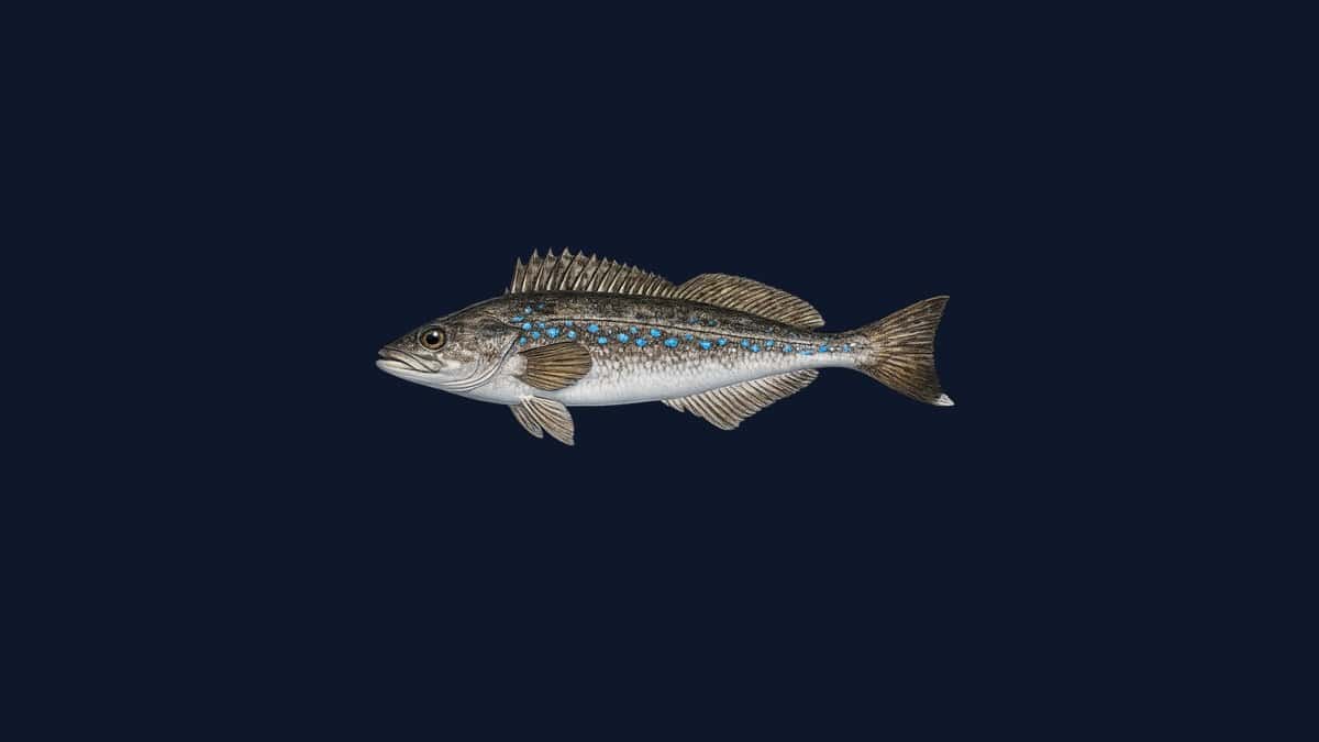 Kelp greenling studio illustration — male with blue-grey spotted pattern and orange fins against a black background.