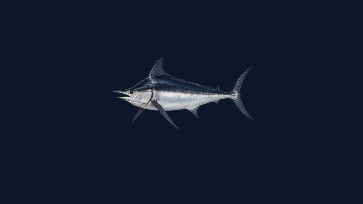 Black marlin illustration with a dark blue back, silver flanks, long bill and stiff pectoral fins, on a dark navy background.