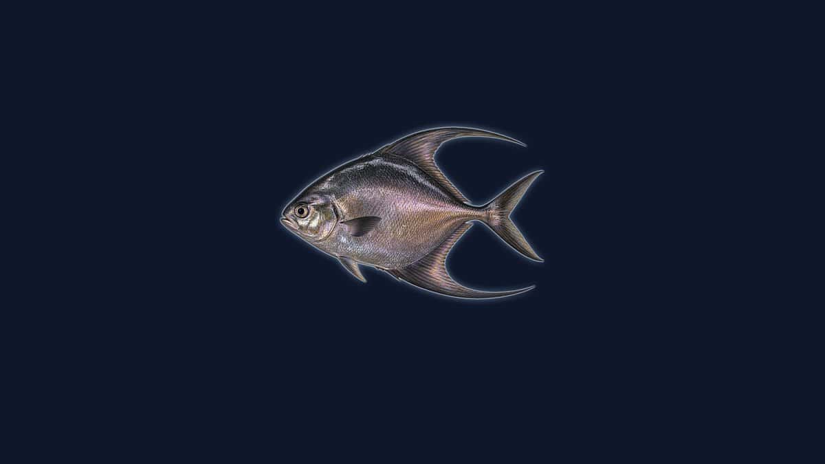 Monchong studio illustration: deep dark-bodied pomfret with a steep forehead, long sickle-shaped fins and a forked tail, against a dark background.