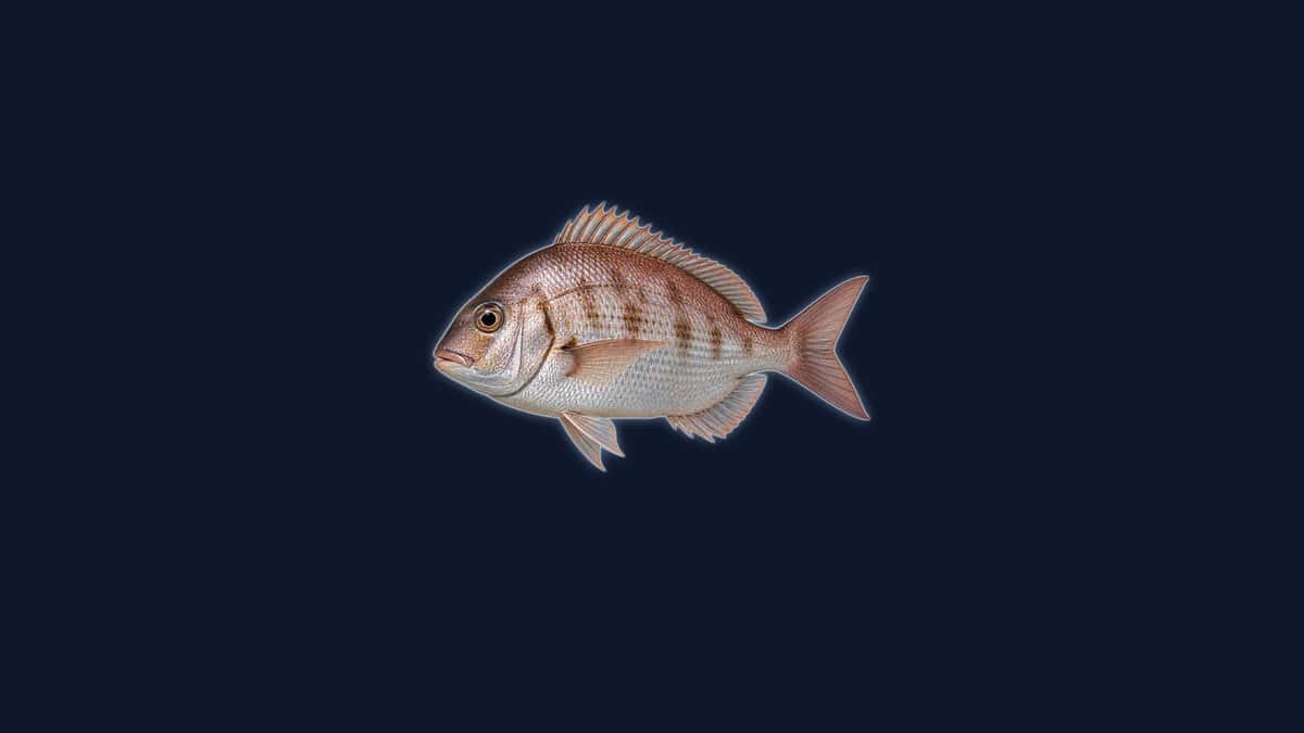Pacific porgy studio illustration with a deep silvery body, steep rounded forehead, small mouth and a faint yellow tint on the fins, against a dark background.
