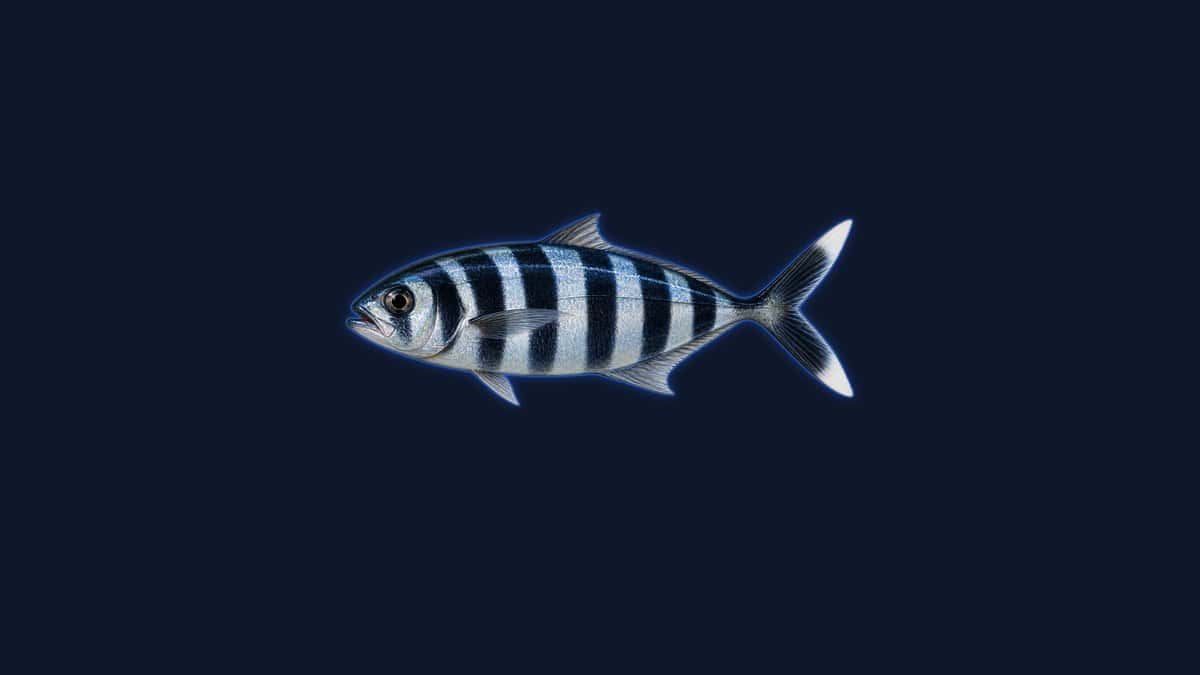 Studio illustration of a pilot fish with a slim silver-blue body and bold dark vertical bands against a dark background.