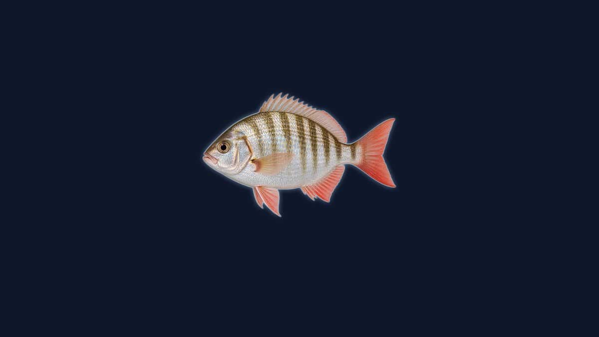 Redtail surfperch studio illustration with a deep oval silver body, faint bronze bars, and red-pink tail and anal fins, against a dark background.