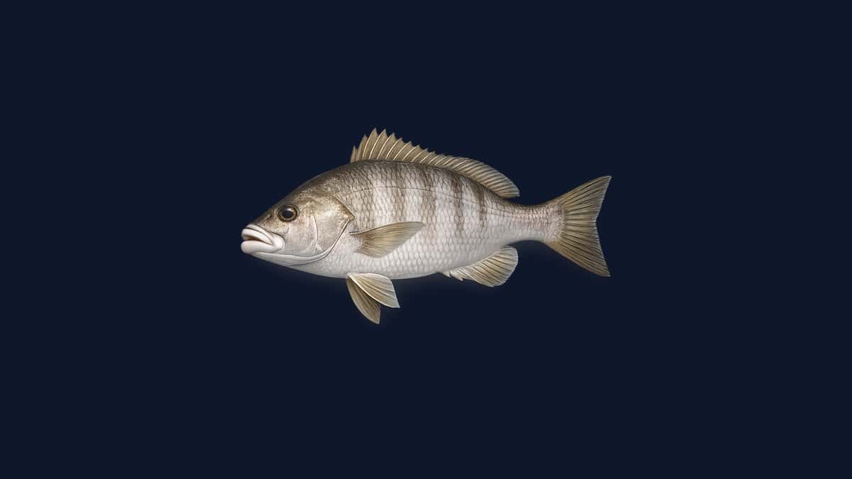 Rubberlip seaperch studio illustration — large pinkish-white surfperch with distinctive thick, fleshy lips against a light background.