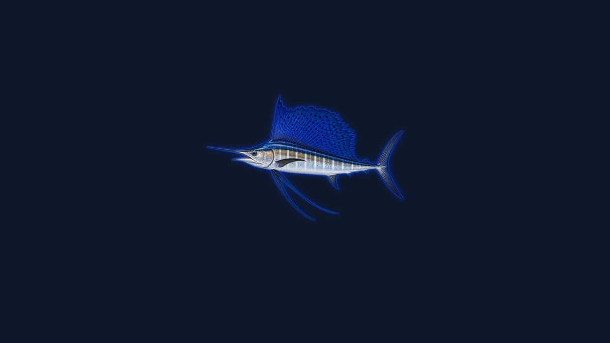 Studio illustration of a sailfish with a deep blue back, silver belly and a huge spotted dorsal sail fin raised against a dark background.