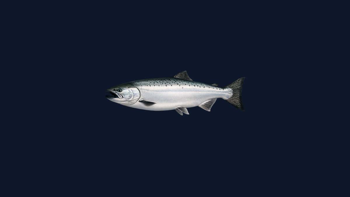 Chinook king salmon studio illustration — silver-blue back, white belly, black spots on the back and both tail lobes — against a black background.