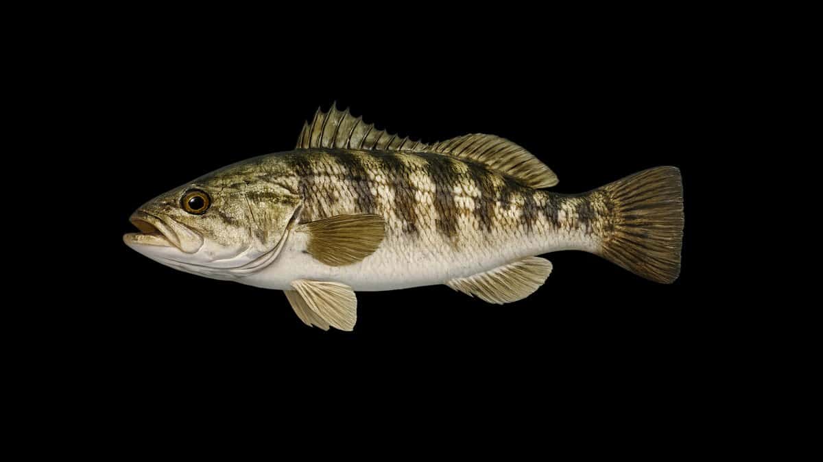 Barred sand bass studio illustration — pale tan body with vertical bars — against a black background.