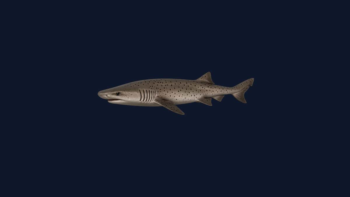 Broadnose sevengill shark studio illustration — stocky shark with seven visible gill slits, gray-brown body with scattered dark spots, broad flat head, against a black background.