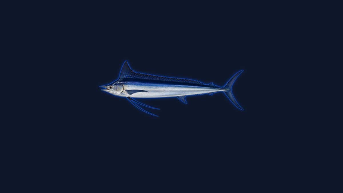 Studio illustration of a shortbill spearfish with a dark blue back, pale silver belly, very short bill and tall pointed dorsal fin against a dark background.