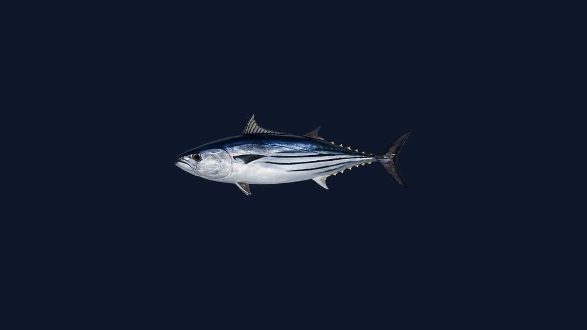 Skipjack tuna studio illustration — dark blue back, silver belly with four to six horizontal dark stripes — against a black background.