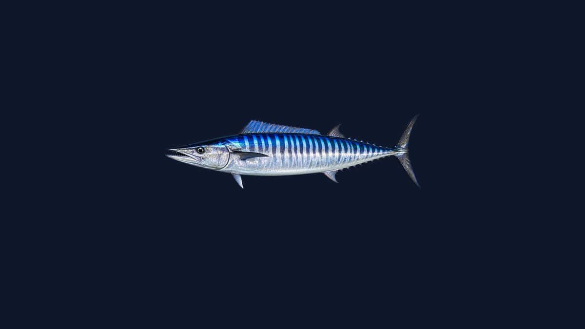 Wahoo illustration with a long silver body, bright blue tiger bars and a pointed, toothy snout, on a dark navy background.