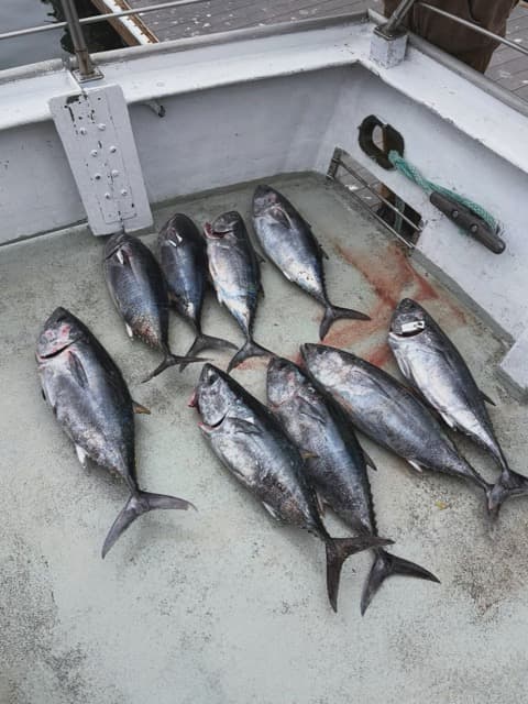 Nine bluefin tuna on the Endeavor's deck