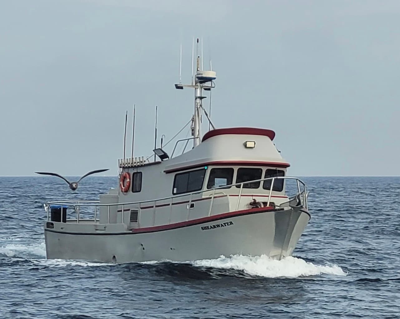 Shearwater
