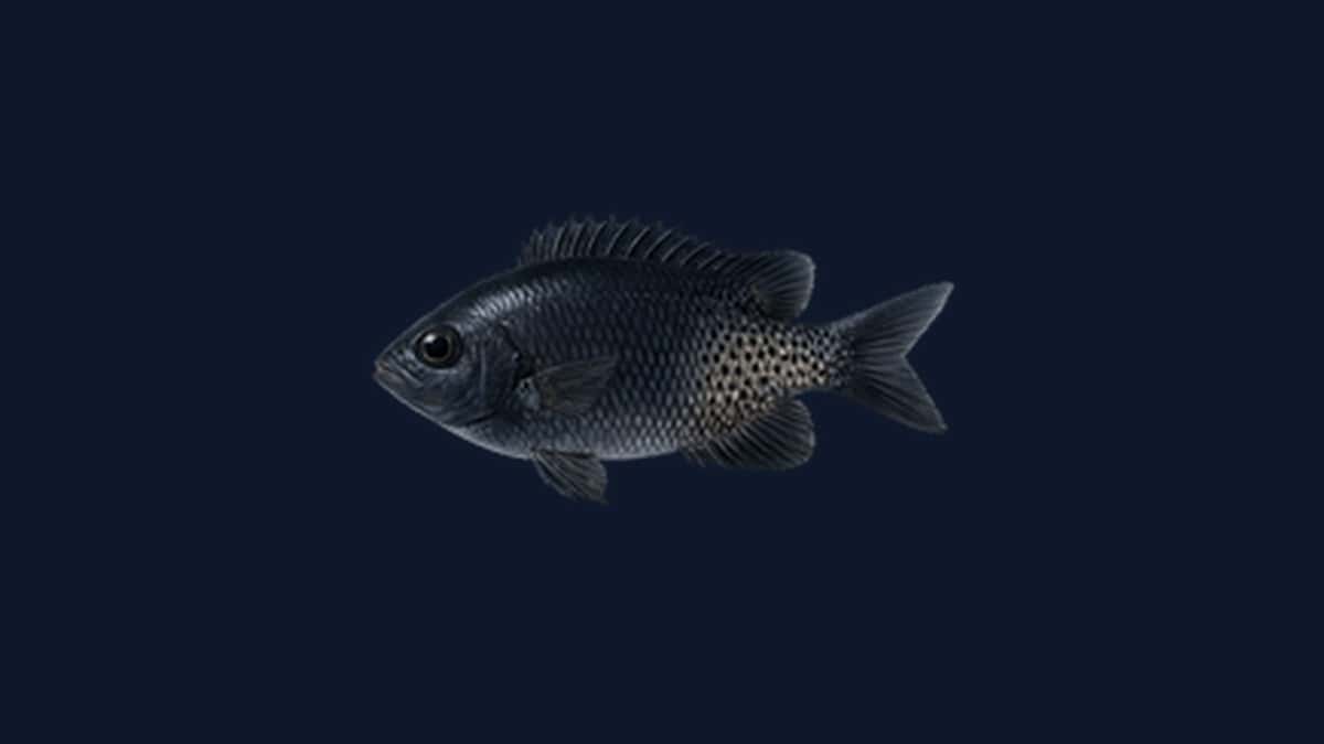 Blacksmith damselfish (Chromis punctipinnis) icon on a dark navy background.
