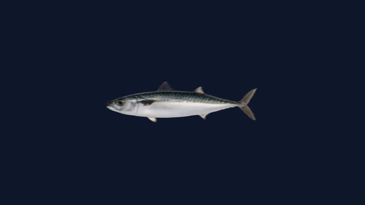 Pacific mackerel studio illustration — streamlined scombrid fish with wavy dark dorsal markings and iridescent flanks against a black background.