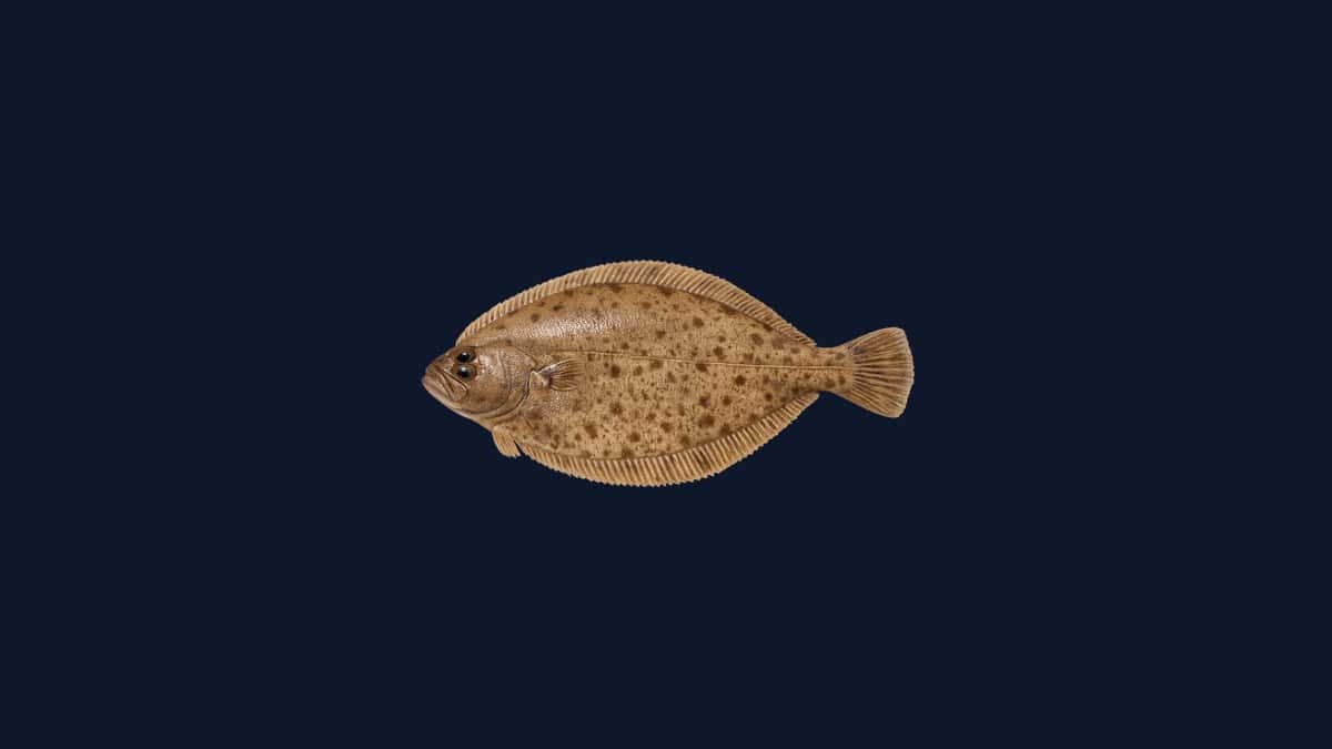 Petrale sole studio illustration — oval right-eyed flatfish with uniform light-brown coloring and smooth profile against a black background.