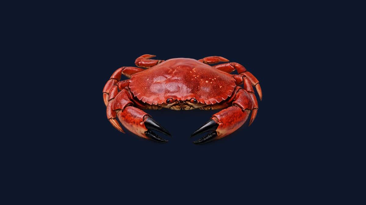 Brown rock crab studio illustration — reddish-brown oval carapace with short stubby pincers against a dark background.