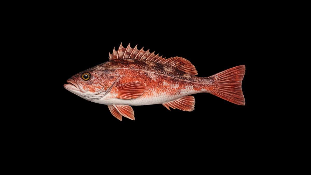 Rockfish studio illustration — red-orange body with mottled spines and distinctive rockfish profile — against a black background.