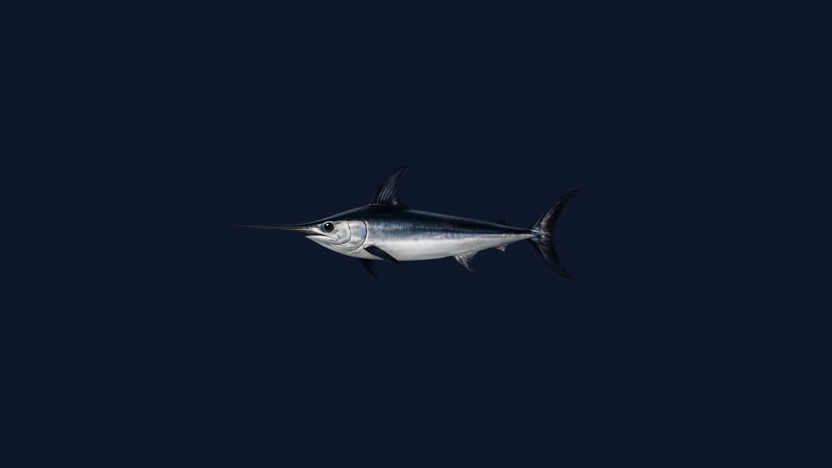 Broadbill swordfish studio illustration — dark purple-brown back, silver flanks, distinctive long flat bill — against a black background.