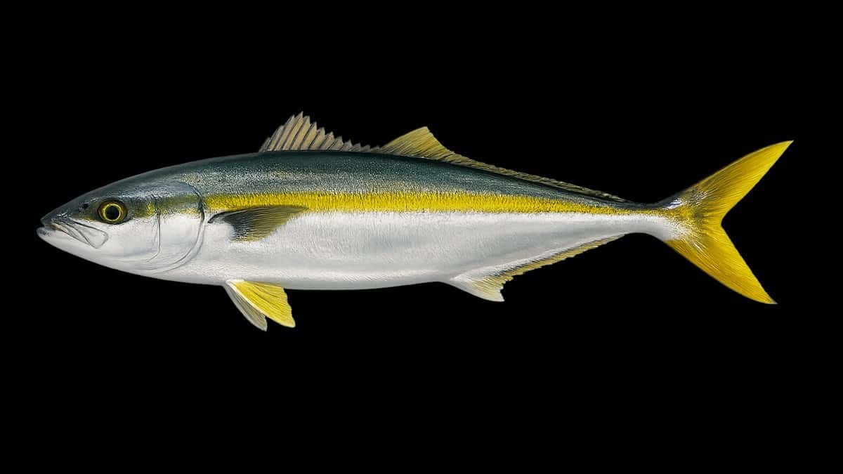 Yellowtail studio illustration — sleek gold-and-silver jack profile with distinctive yellow tail fin against a light background.