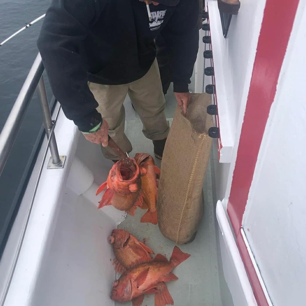 Limits of reds on the deck aboard the Starfire