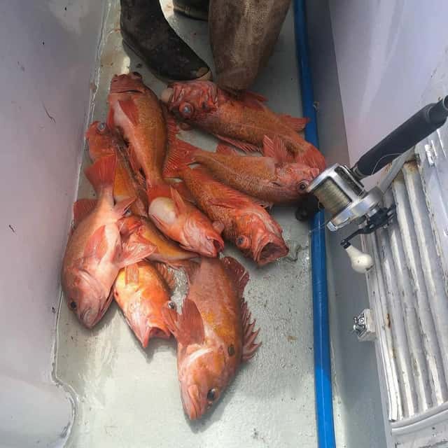 Limits of reds on the deck aboard the Starfire — photo 2