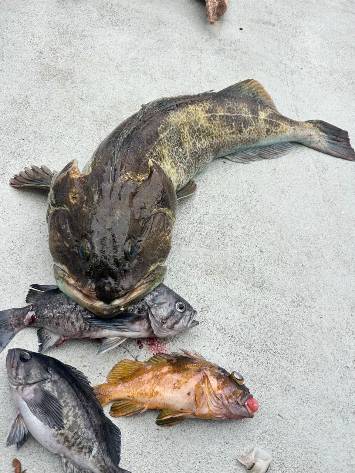 Limits of lingcod by 9am on the shallow water run