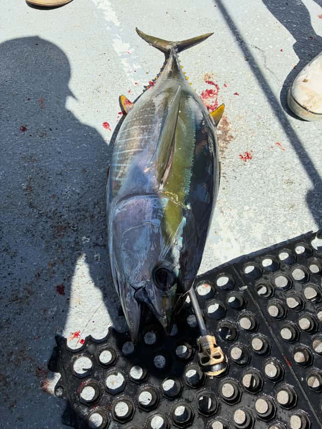 Yellowtail caught before the storm shut fishing down — photo 14