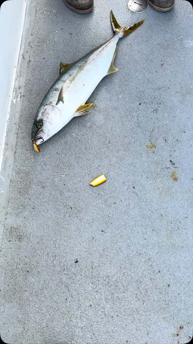 Yellowtail on deck for happy anglers — photo 3