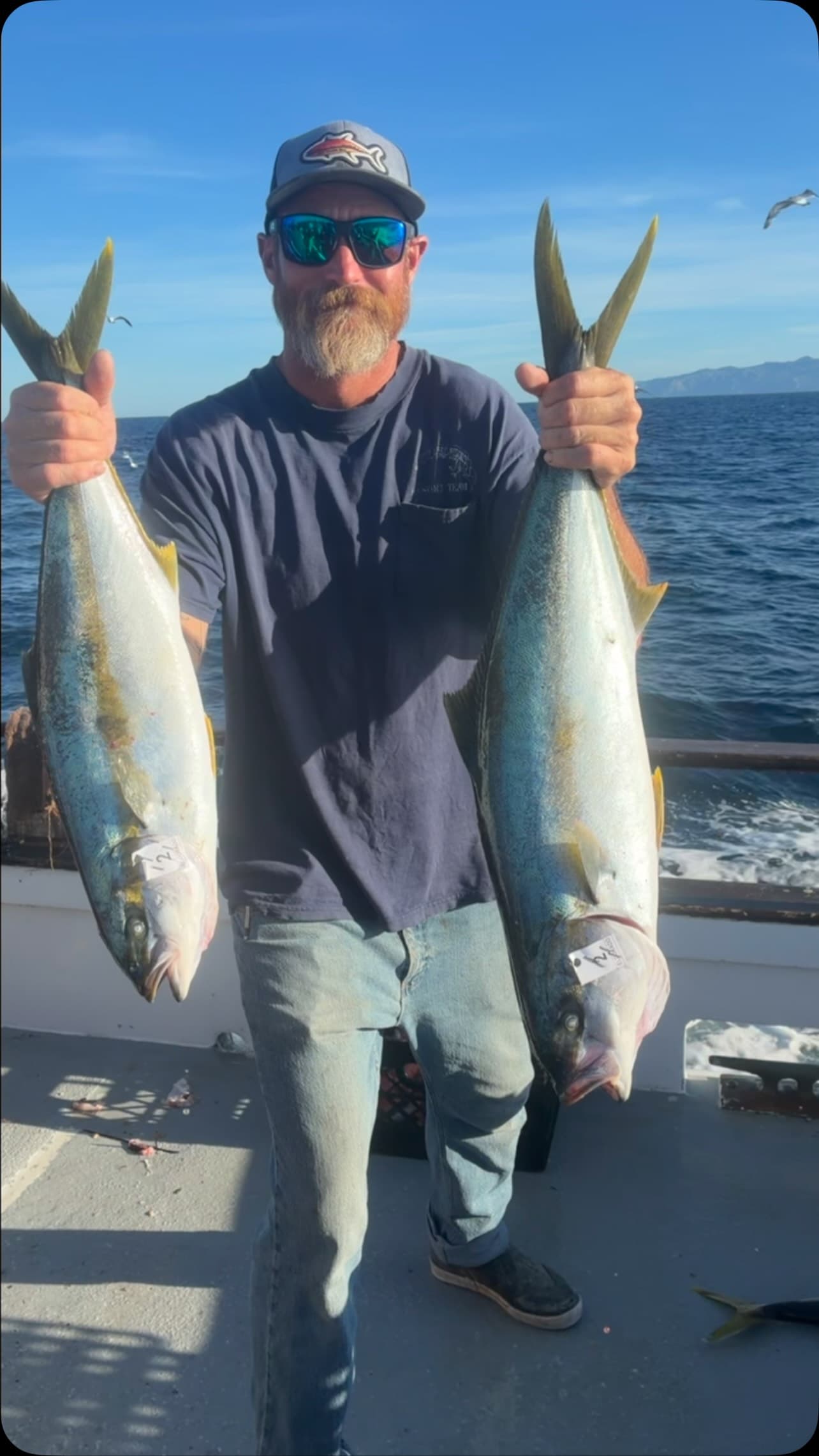 Nice yellowtail caught on a fun day out