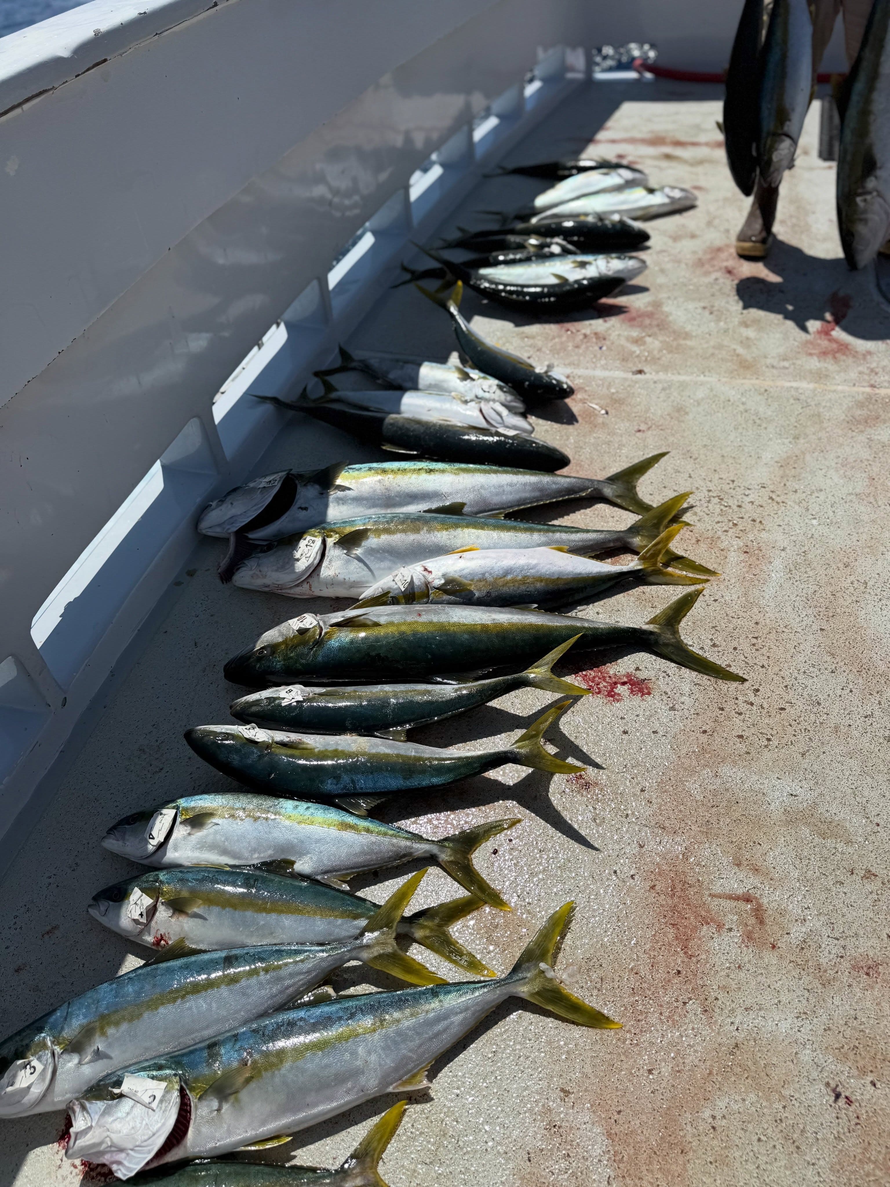 Solid wack on yellowtail and calico bass at the island