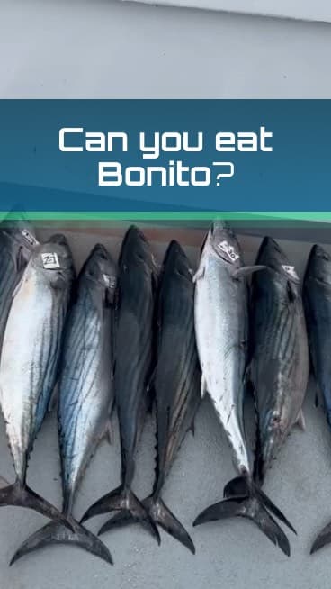 A deck full of fresh Bonito, perfect for fish tacos