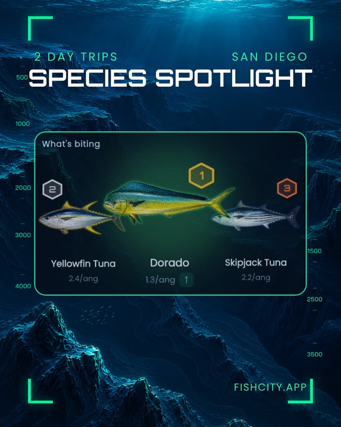 Dorado bite heats up as yellowfin bite Newport