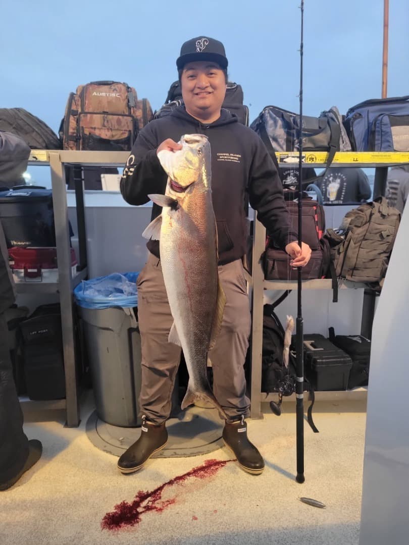Mirage Fish Counts!
