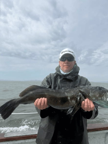 Live bait bass and rockfish