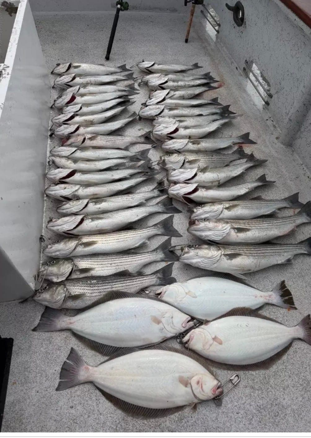 Striped Bass Limits- Berkeley
