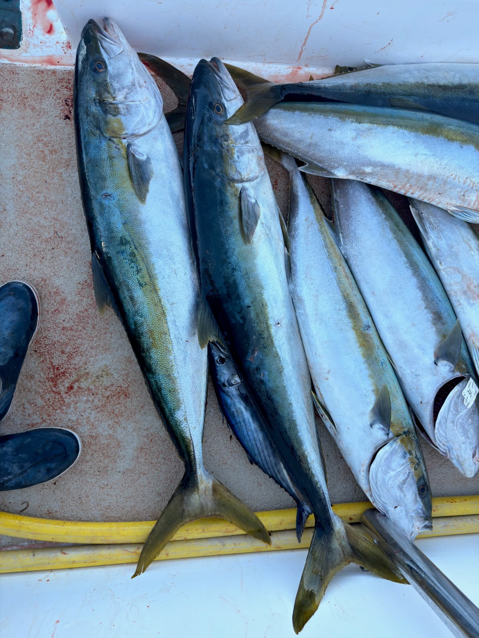 Yellowtail Top the Charts in SoCal