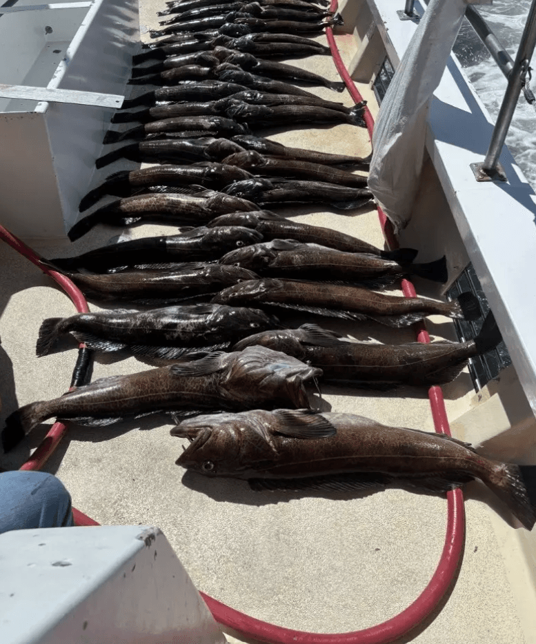 NorCal Update: Rockfish, Lingcod, Sanddab