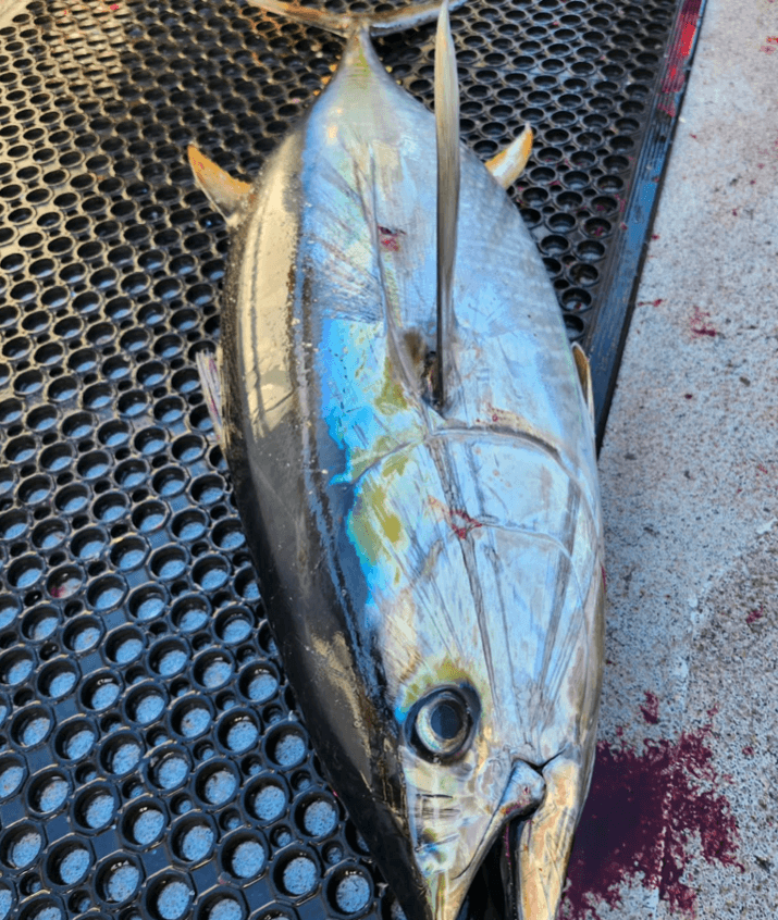 Thunderbird: Picking at Yellowfin up to 50 lbs This Morning