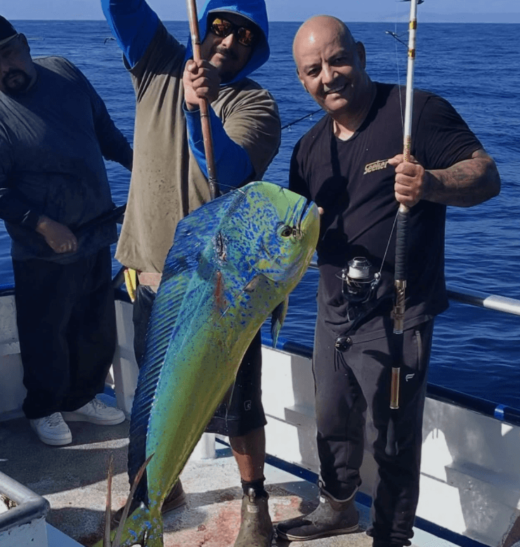 Patriot: Quality Dorado and Over 100 Yellowfin Off Another Kelp