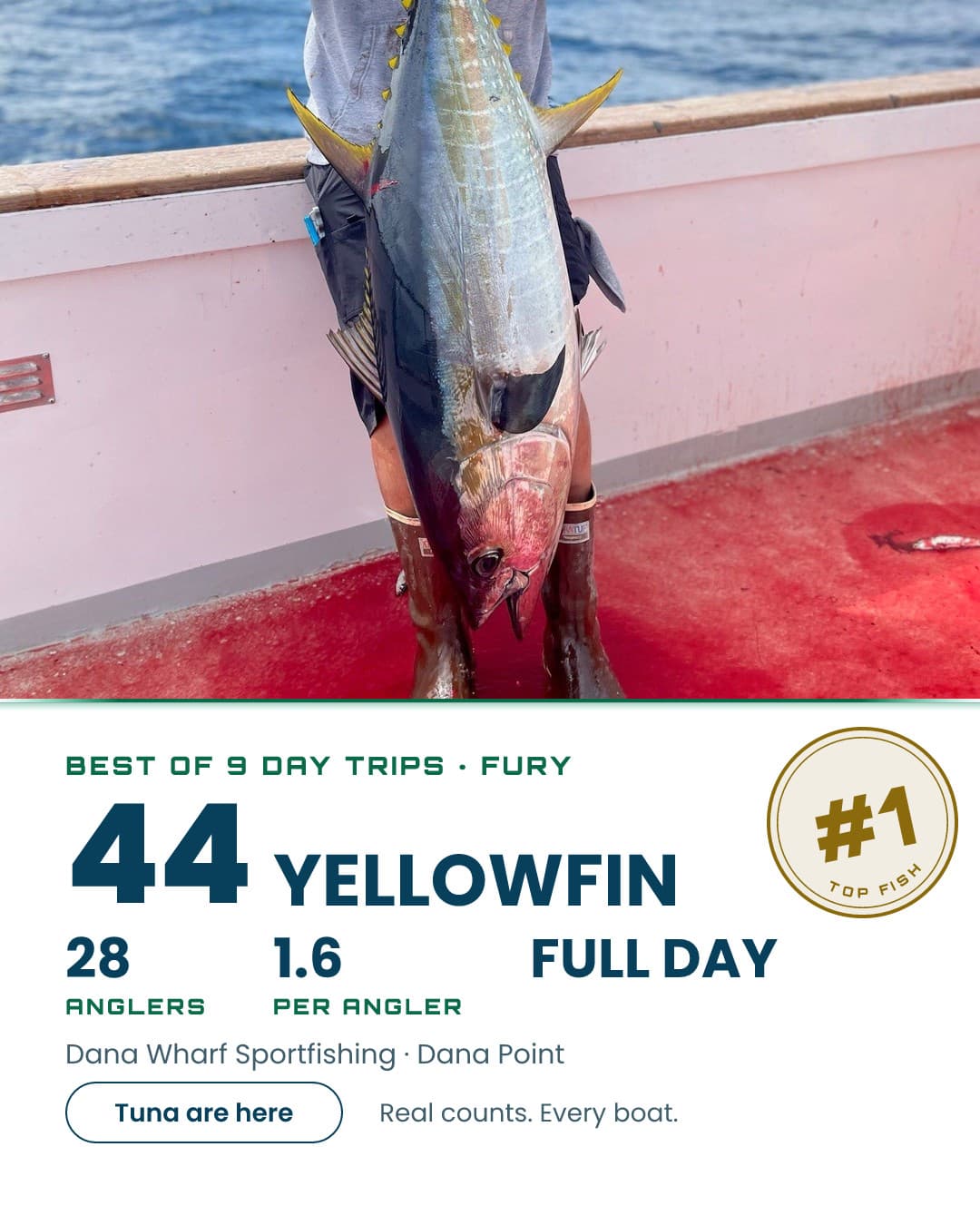44 Yellowfin on the Fury.