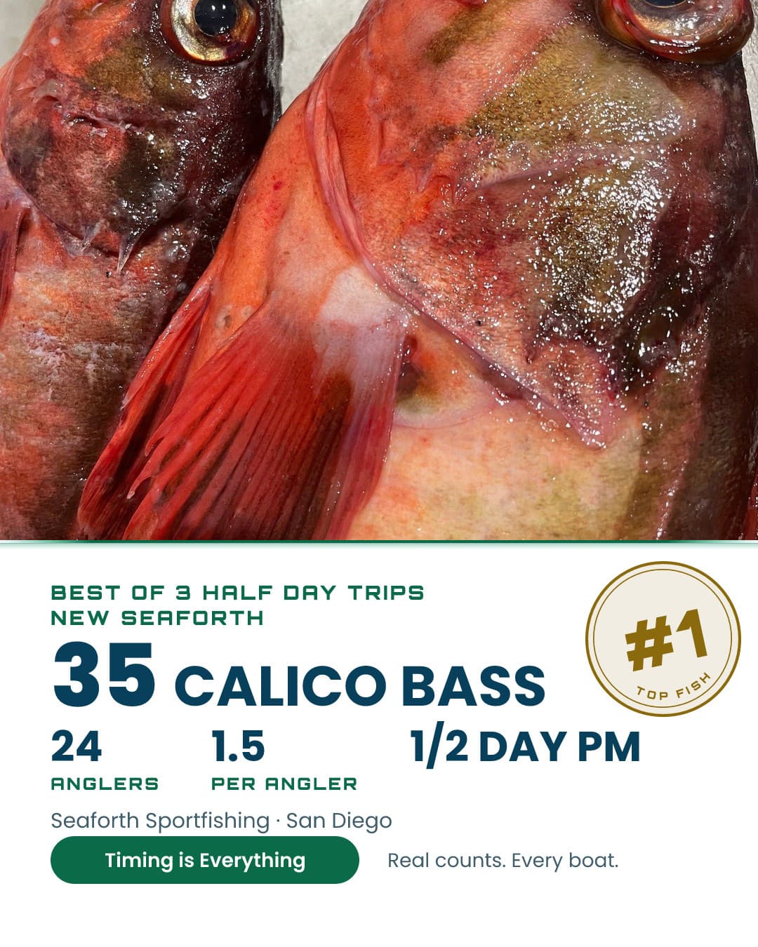 35 Calico Bass on the New Seaforth.